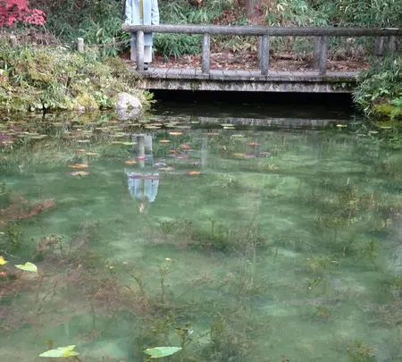 モネの池（名もなき池）の写真・動画_image_564770