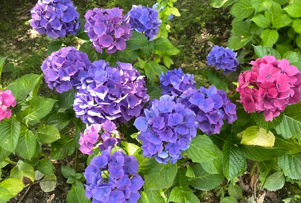 もりやま芦刈園の写真・動画_image_564967