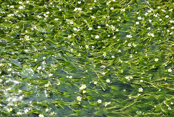 地蔵川の写真・動画_image_564988