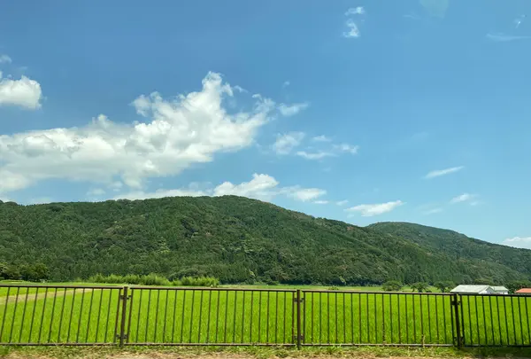 メタセコイア並木の写真・動画_image_565001