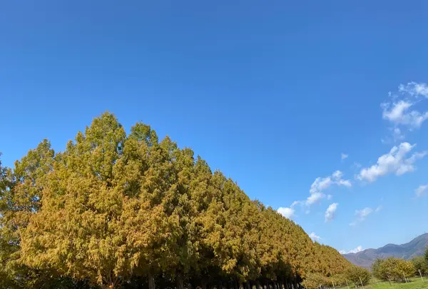 メタセコイア並木の写真・動画_image_565006