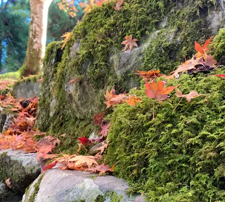 大本山永平寺の写真・動画_image_565152