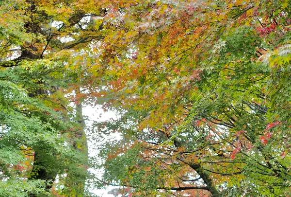 宇治上神社の写真・動画_image_565254