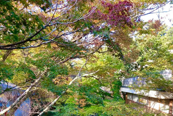 湯回廊 菊屋の写真・動画_image_565599