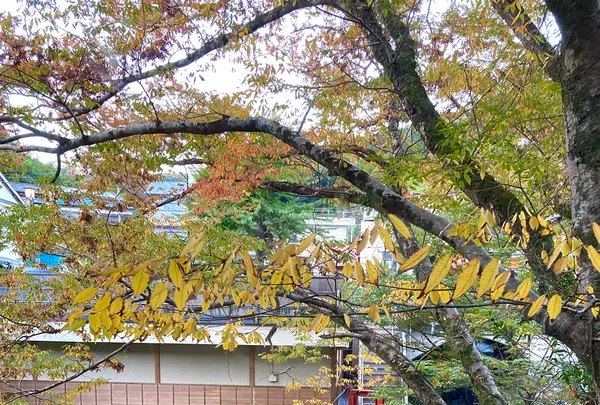 湯回廊 菊屋の写真・動画_image_565619