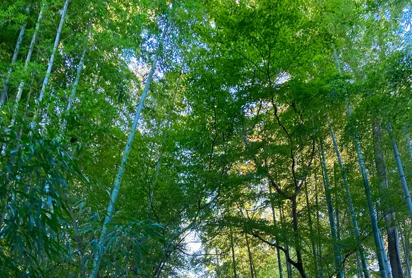 竹林の小径の写真・動画_image_565634