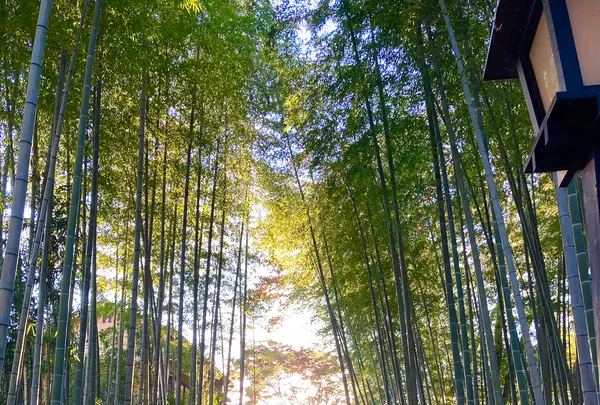 竹林の小径の写真・動画_image_565635