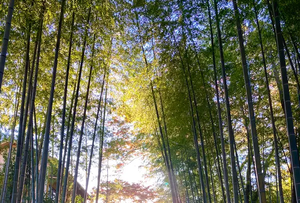 竹林の小径の写真・動画_image_565636