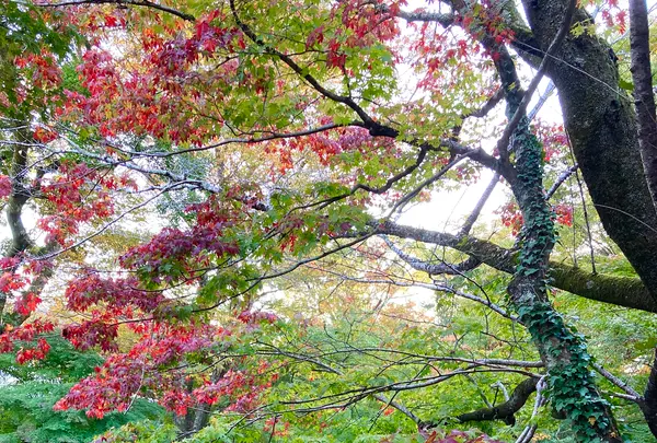 竹林の小径の写真・動画_image_565637