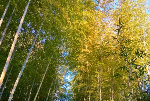 竹林の小径の写真・動画_image_565638