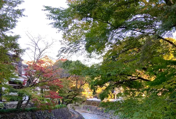 竹林の小径の写真・動画_image_565639