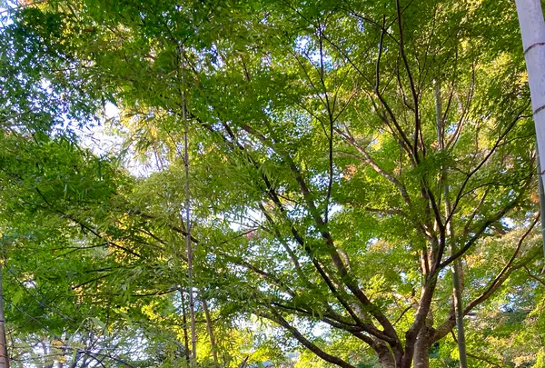 竹林の小径の写真・動画_image_565640