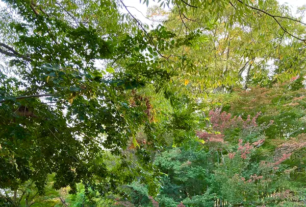 竹林の小径の写真・動画_image_565641