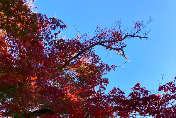 修禅寺の写真・動画_image_565645