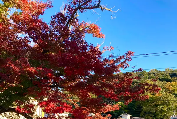 修禅寺の写真・動画_image_565647