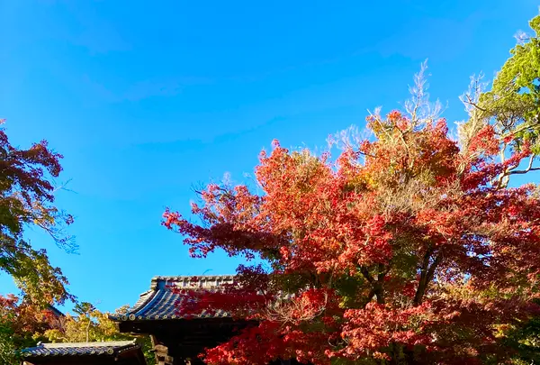 修禅寺の写真・動画_image_565648