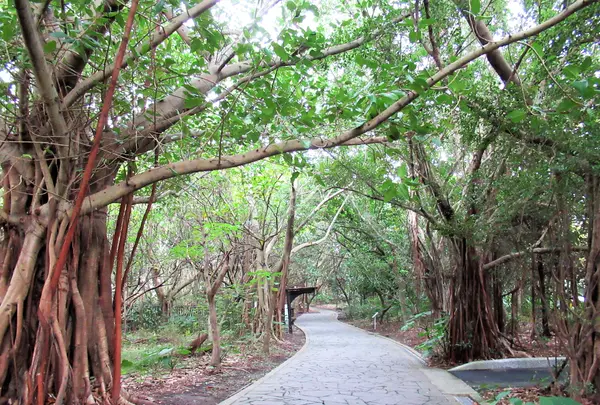 関渡自然公園の写真・動画_image_565691