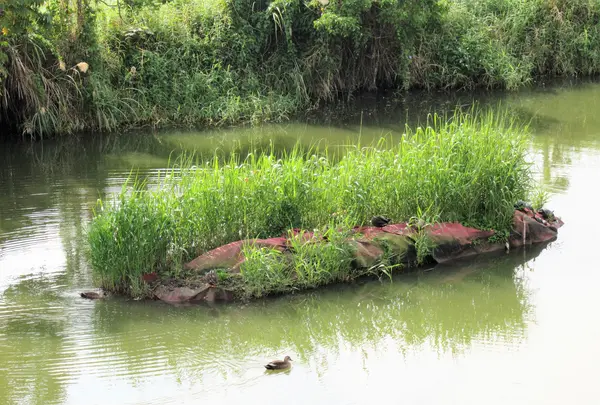 関渡自然公園の写真・動画_image_565693