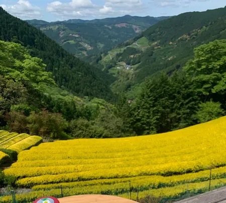 黄金緑の茶畑の写真・動画_image_565862