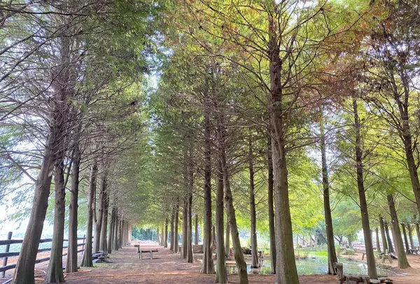 Bald Pine Forestの写真・動画_image_565922