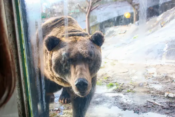 のぼりべつクマ牧場の写真・動画_image_566068