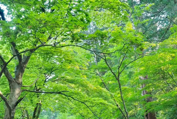 小國神社の写真・動画_image_566456