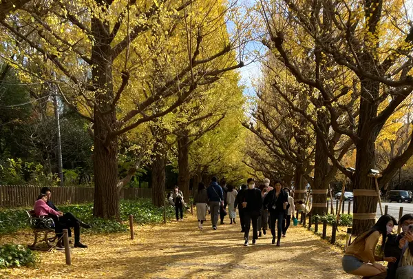 明治神宮外苑いちょう並木の写真・動画_image_566845