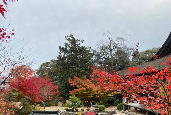 善水寺の写真・動画_image_567055