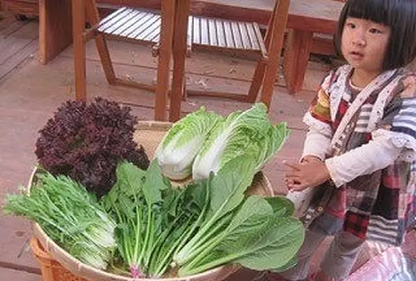 有機野菜たち