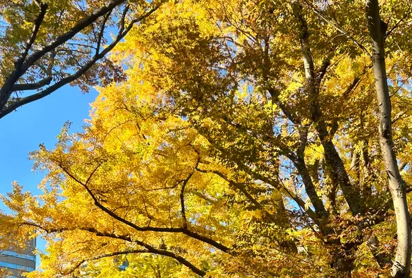 日比谷公園の写真・動画_image_569288
