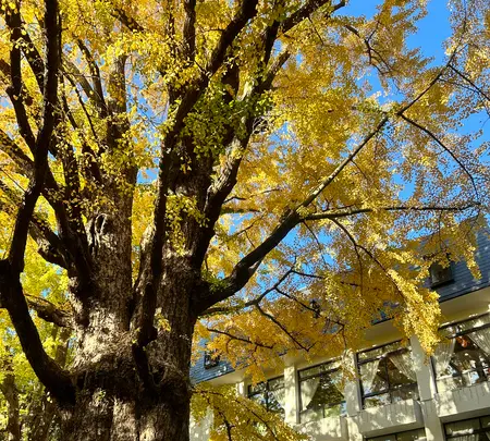 日比谷公園の写真・動画_image_569291