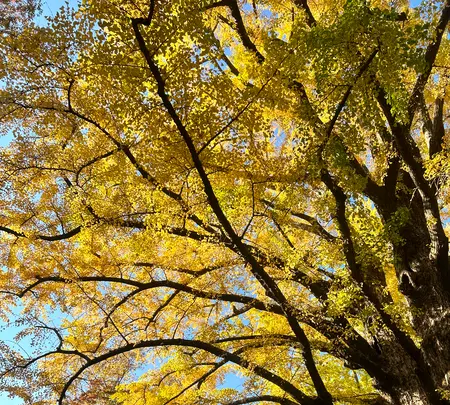日比谷公園の写真・動画_image_569292