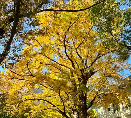 日比谷公園の写真・動画_image_569293