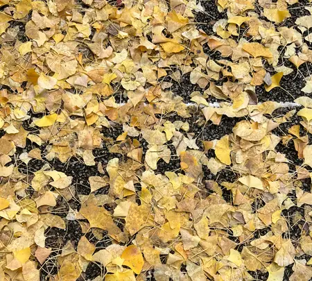 ミッドタウンガーデンの写真・動画_image_569306