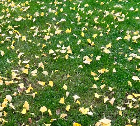 ミッドタウンガーデンの写真・動画_image_569308