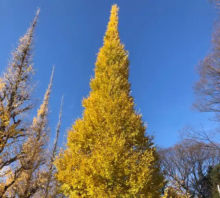 明治神宮外苑いちょう並木の写真・動画_image_569314