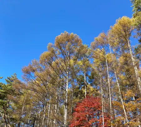 御射鹿池の写真・動画_image_569679