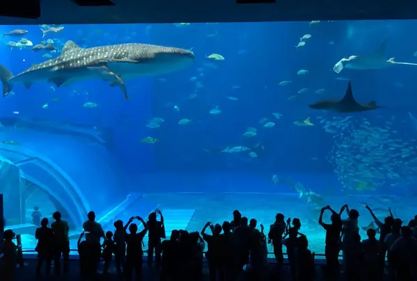 沖縄美ら海水族館の写真・動画_image_571321