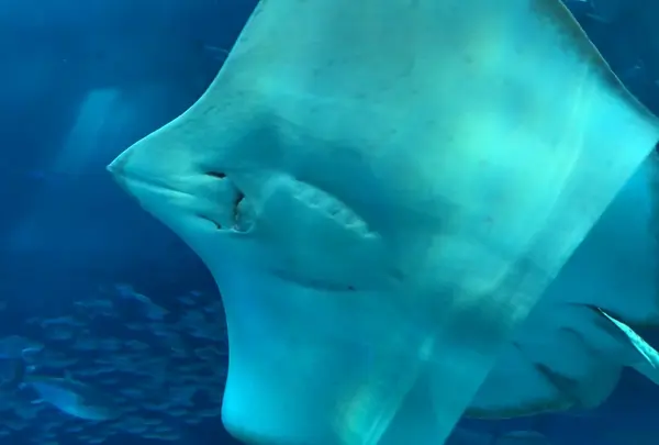 沖縄美ら海水族館の写真・動画_image_571322