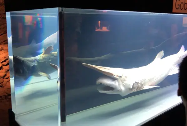 沖縄美ら海水族館の写真・動画_image_571323