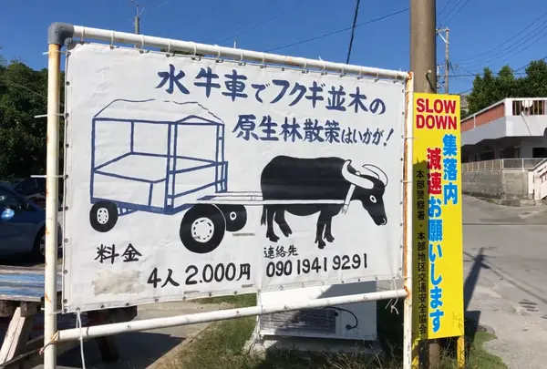 備瀬のフクギ並木の写真・動画_image_571335