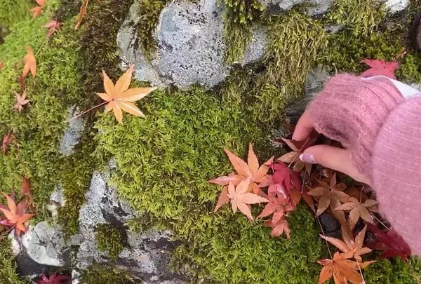 大本山永平寺の写真・動画_image_572609
