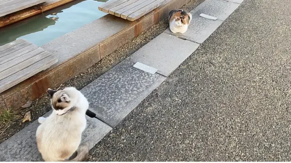 桜島溶岩なぎさ公園＆足湯の写真・動画_image_573349