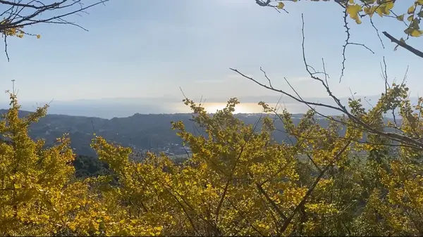 垂水千本イチョウ園の写真・動画_image_573352