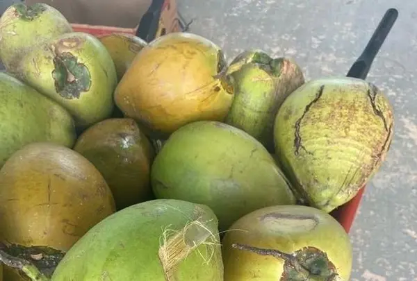Dededo Flea market（デデドの朝市）の写真・動画_image_574545