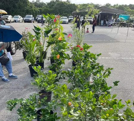Dededo Flea market（デデドの朝市）の写真・動画_image_574550