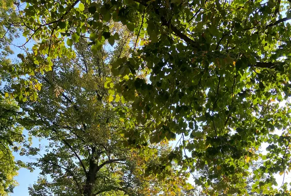 チッタデッラ公園の写真・動画_image_574849