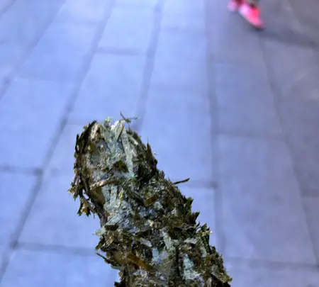 柴又帝釈天参道の写真・動画_image_575000