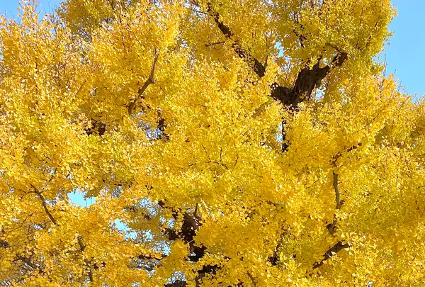 西本願寺の写真・動画_image_575308