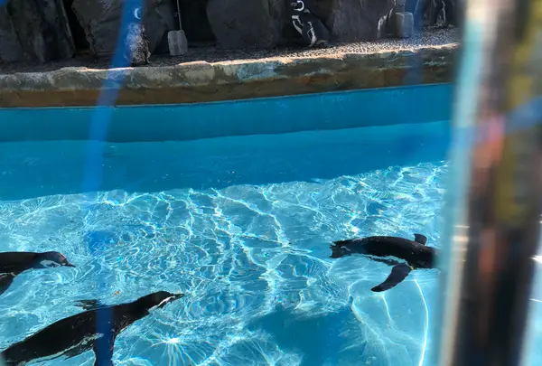 京都水族館の写真・動画_image_575354